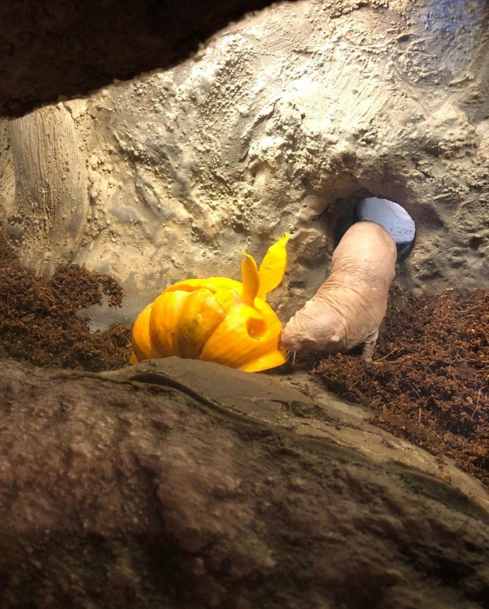 wdw-animals-halloween-enrichment-9-3595345