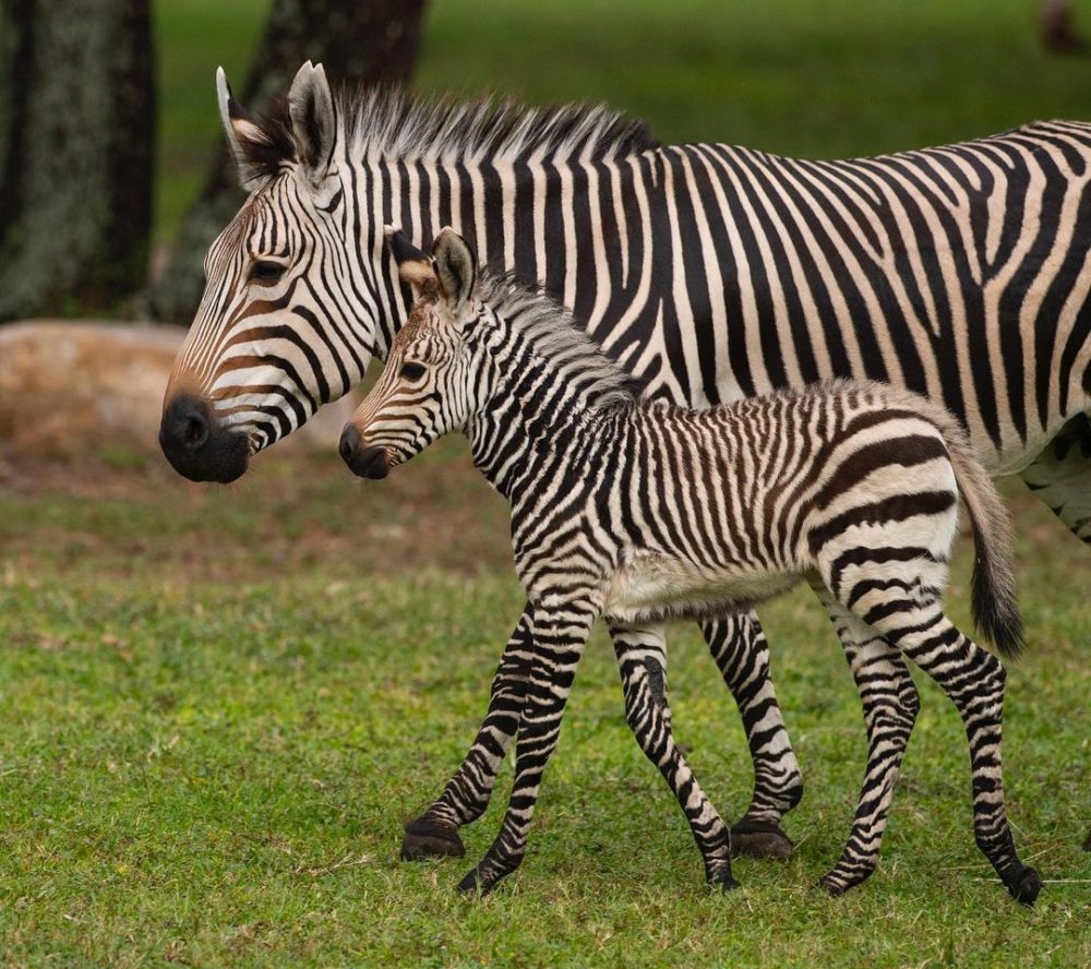 baby-zebra-4282000