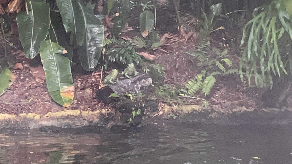 jungle-cruise-frogs-5-2783493