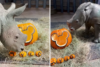 baby-white-rhino-2-month-birthday-1