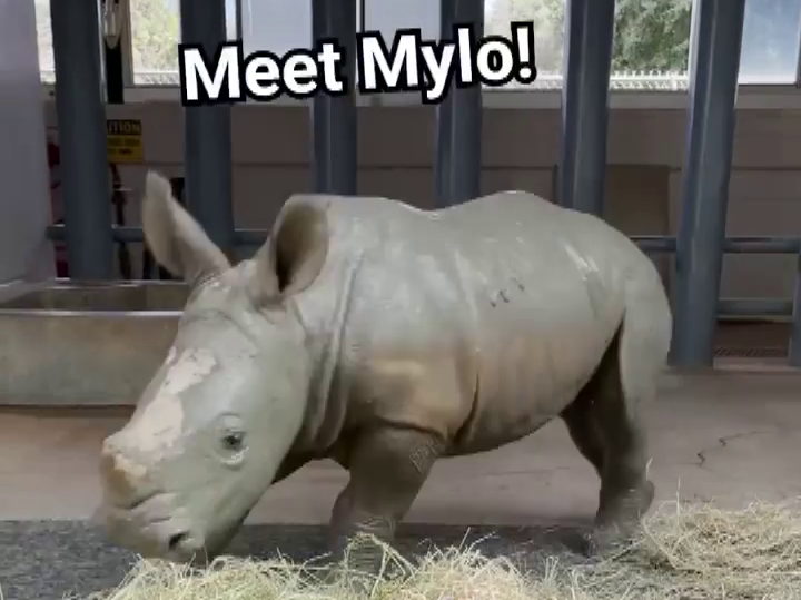 baby-white-rhino-2-month-birthday-mylo-1-7903593