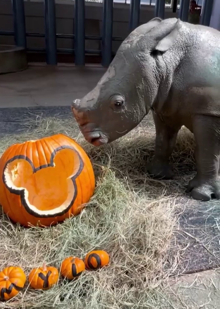 baby-white-rhino-2-month-birthday-mylo-2-7421293