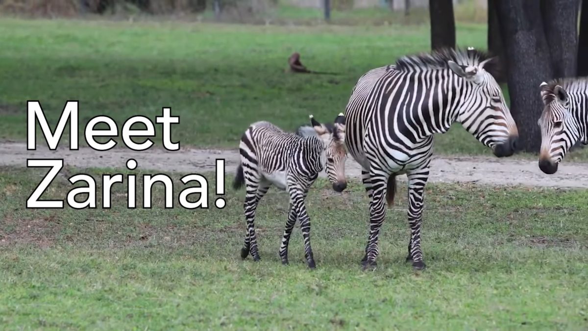 zarina-baby-zebra-50th-animal-kingdom-lodge