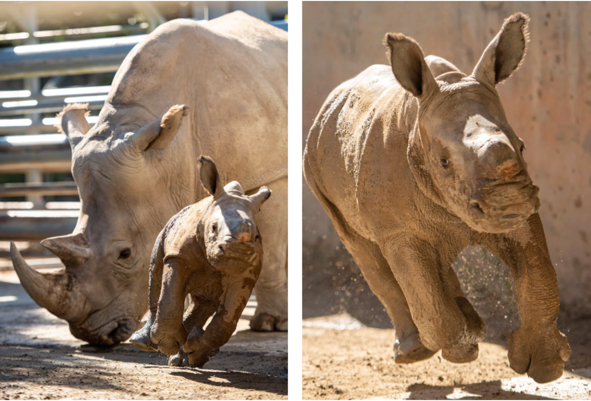 baby-rhino-4586323