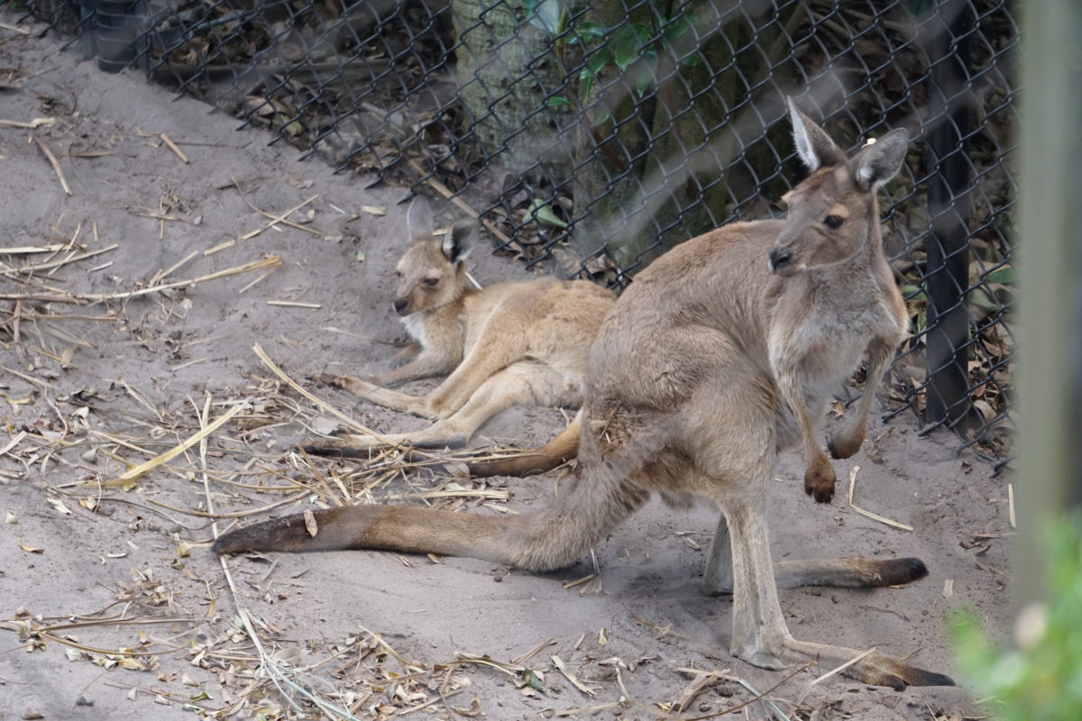 Baby-grey-kangaroo-DAK2