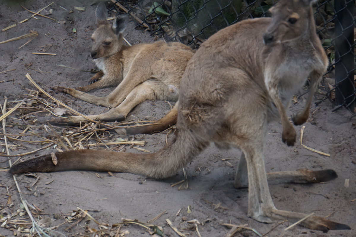 Baby-grey-kangaroo-DAK