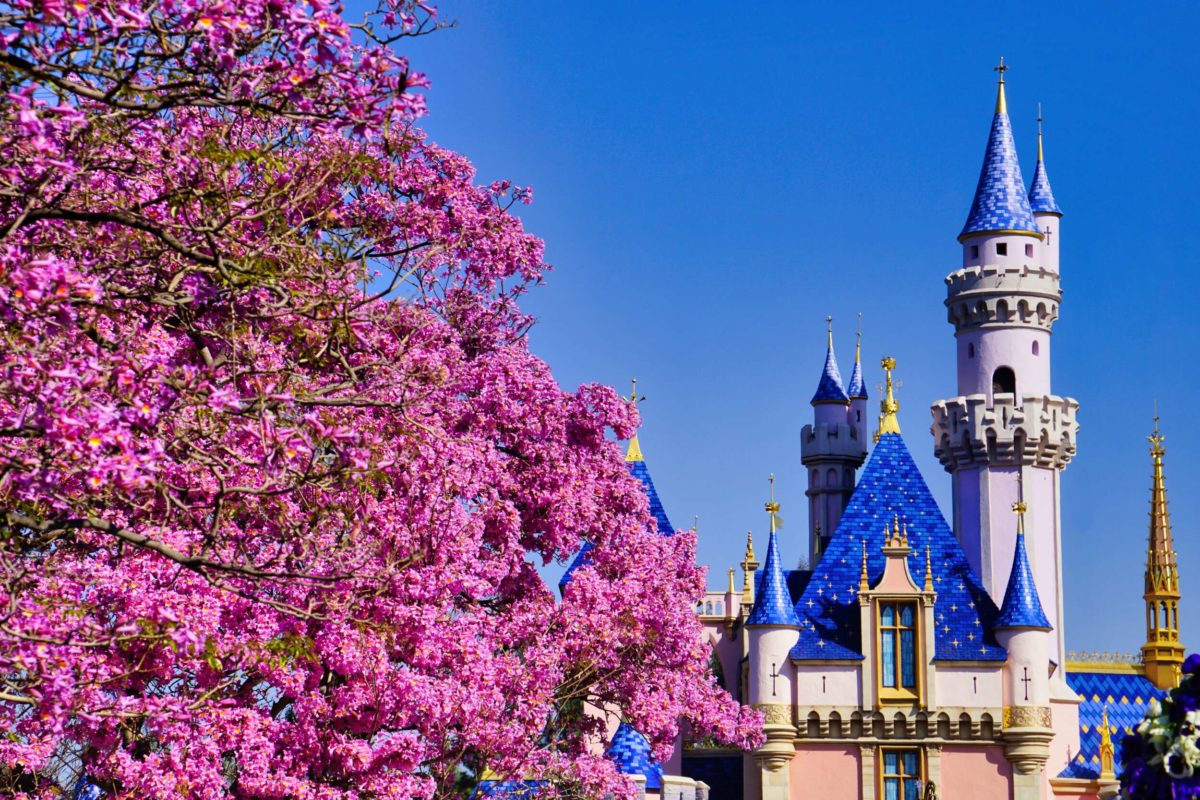 Pink Trees of Disneyland with Sleeping Beauty Castle stock