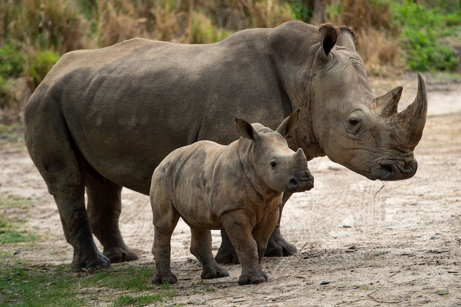 logan rhino calf 2