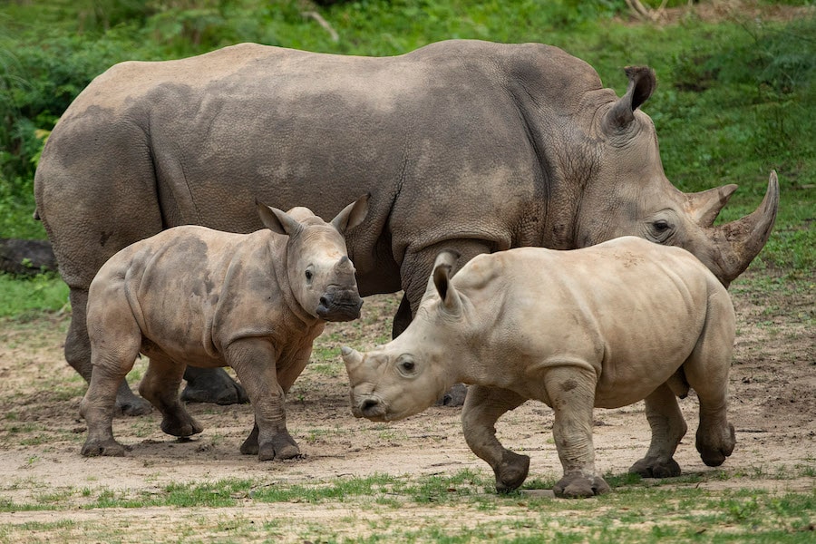 logan rhino calf