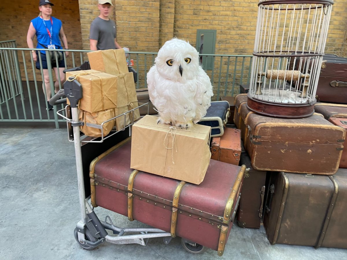 Hedwig Owl Hogwarts Express Universal Orlando