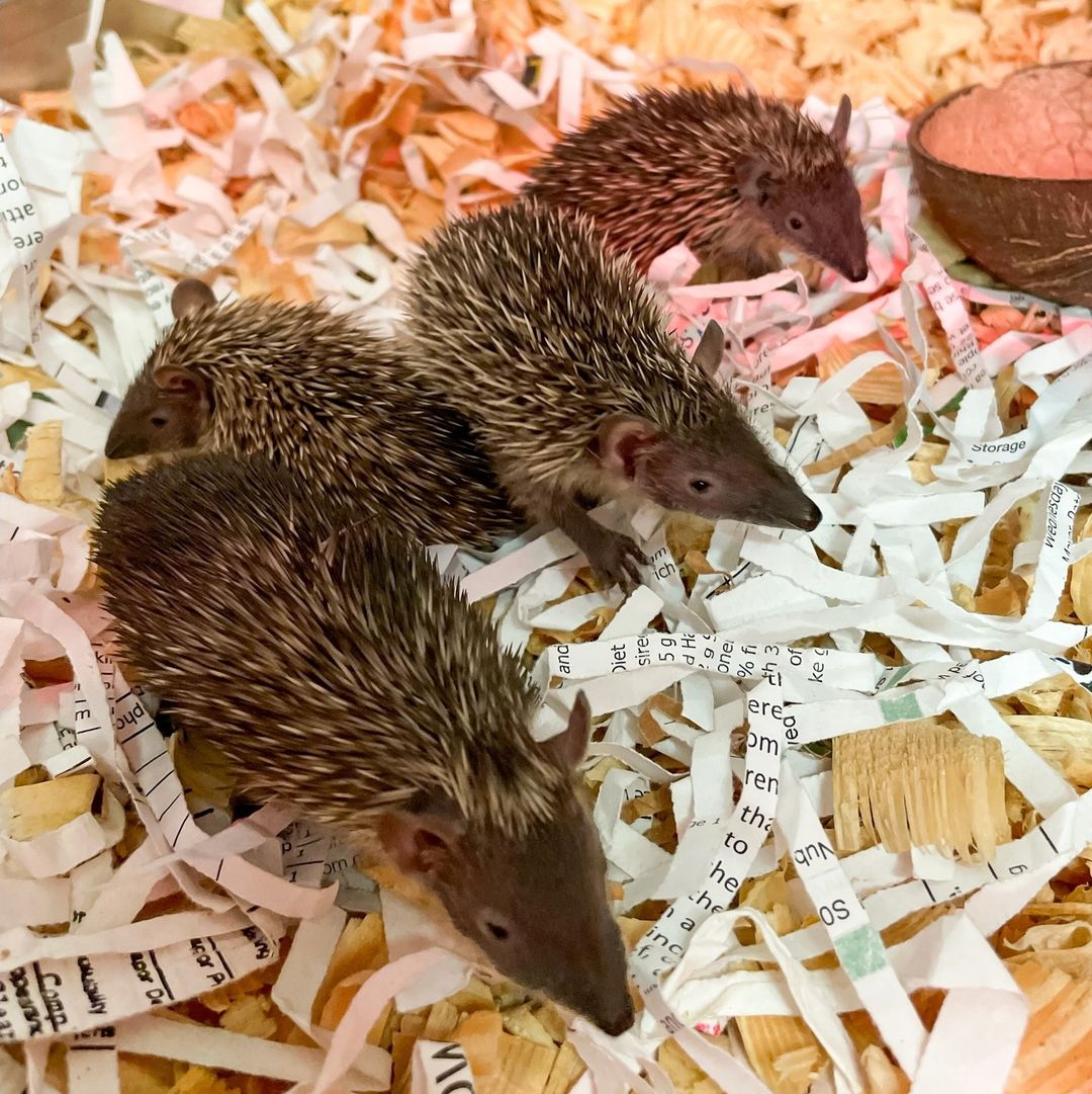 dak lesser Madagascar tenrec hedgehogs babies