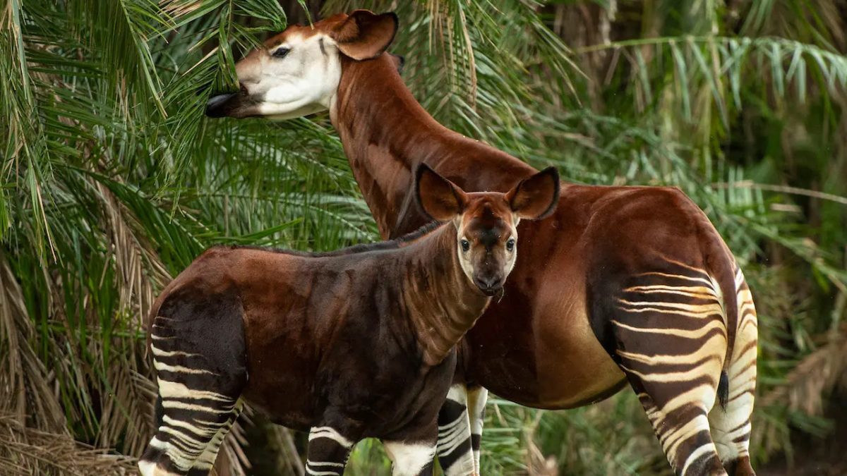 beni the okapi 1