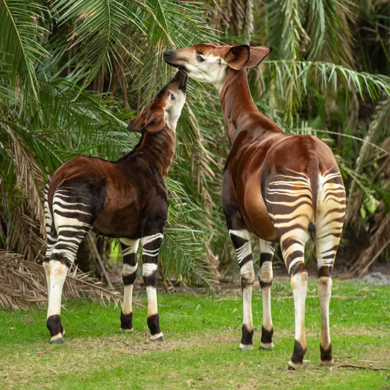 beni the okapi 4