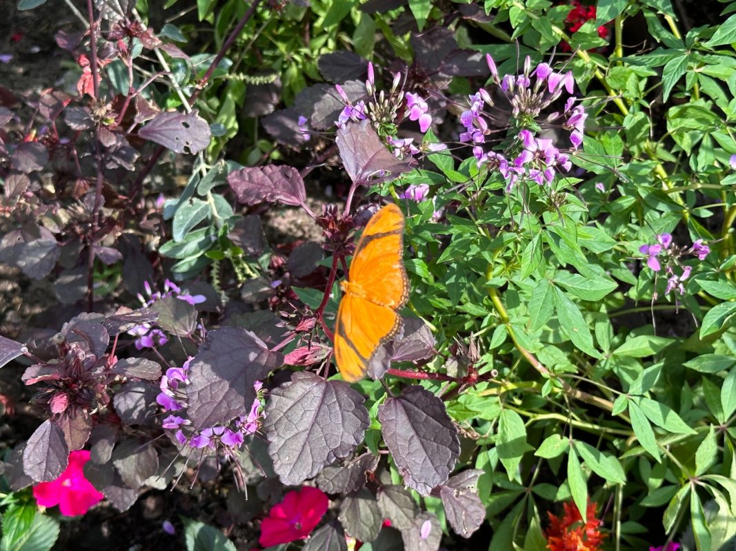 2023 epcot butterfly landing 0155