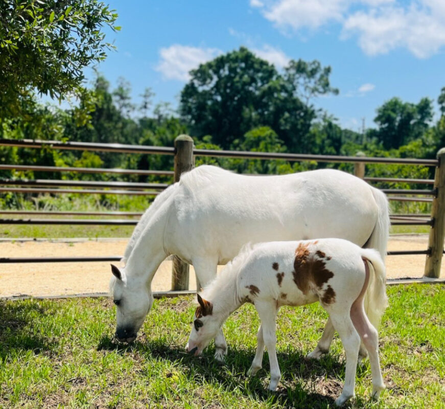 Two new foals are at Tri-Circle-D Ranch at Walt Disney World.